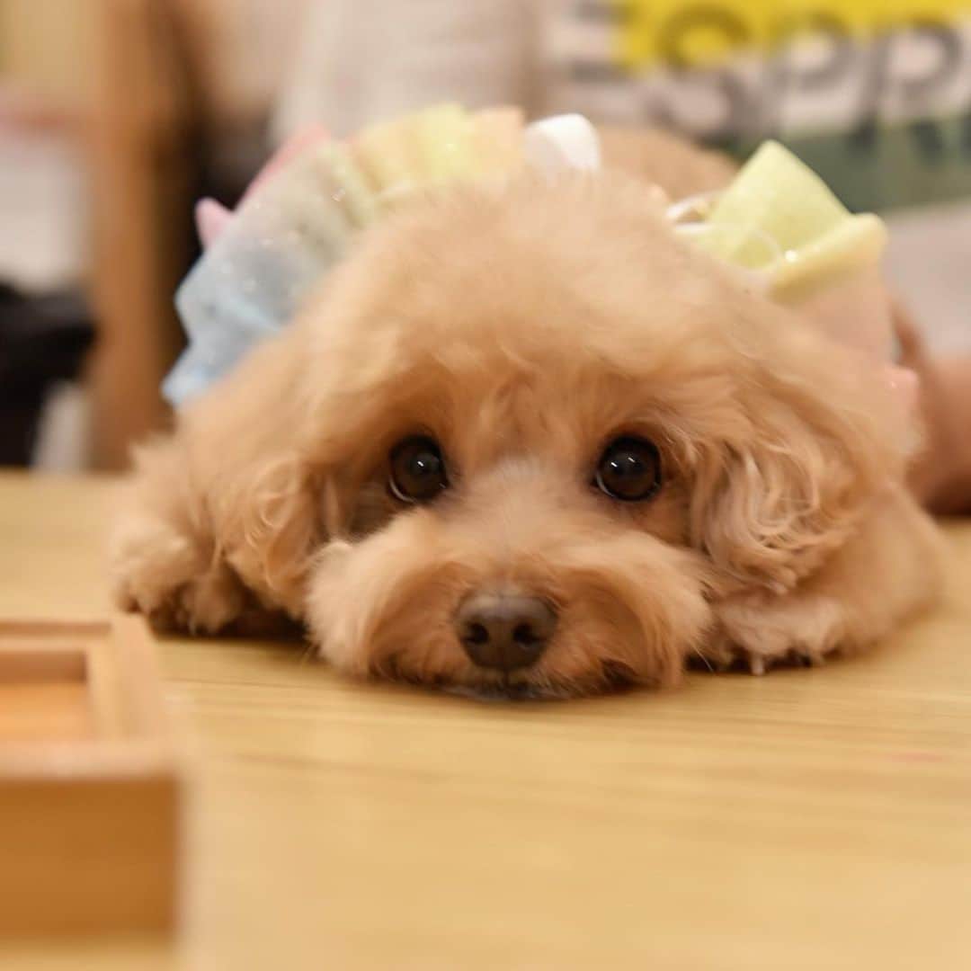 Truffle??松露?トリュフさんのインスタグラム写真 - (Truffle??松露?トリュフInstagram)「📆(7Jul 20) I‘m starting  to miss my jiejie who has gone back to UK to continue her studies.  She‘s now serving her 14-day quarantine order at her college. Please take good care of yourself, Skype me if you are bored, ok?!🥰 we love u😘 #staysafe #stayhealthy #staystrong💪」7月7日 20時46分 - trufflethetrouble