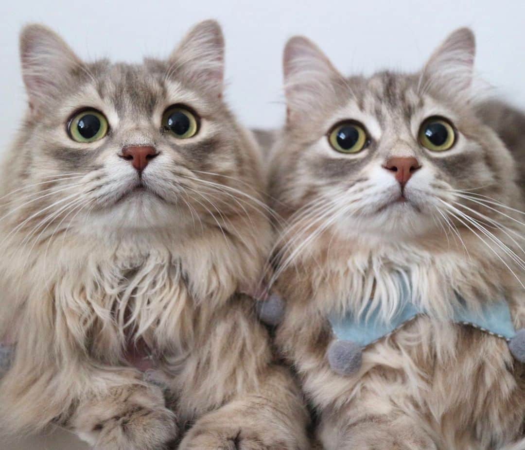 のインスタグラム：「． twins そっくりや ． #ロイサラ成長記録」