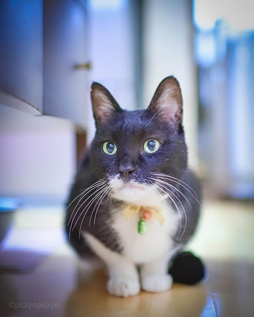 ❤?❤❤❤ Sayo ??❤?❤️❤️❤️のインスタグラム：「Today July 7, day of Star Festival, is our Cyuupy 's 16 years old birthday🎂 Congratulations!🎉🎊🥂 Please have a healthy and healthy year🥰  However, due to strict adherence 😅😅the photo is an angel of my home👼🏻. . .  今日、7月7日七夕の日は我が家のちゅうぴぃ16歳の誕生日🎂誕生日おめでとう🎊🥂🎉益々元気で健康な一年を過ごしてね🥰  でも、順番厳守(笑)につき写真は我が家のにゃあみぃエンジェル👼🏻皆様素敵な1日を✨✨」