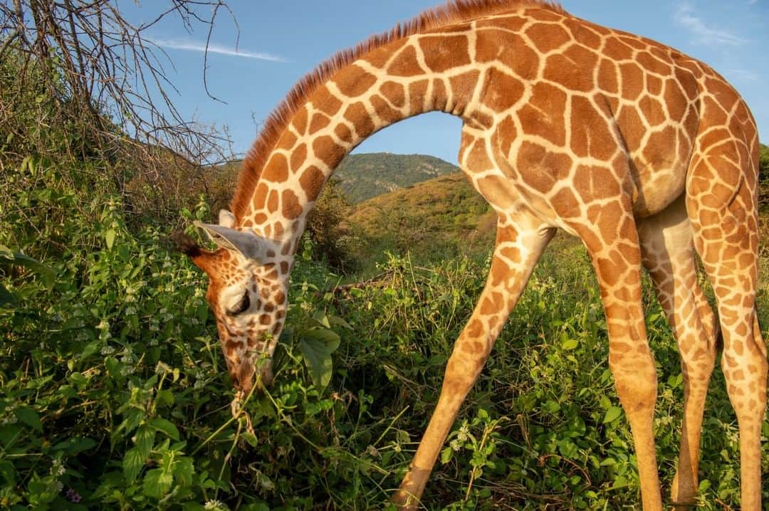 National Geographic Travelさんのインスタグラム写真 - (National Geographic TravelInstagram)「Photo by @amivitale  An orphaned reticulated giraffe grazes at Reteti Elephant Sanctuary (@r.e.s.c.u.e), where it will be rehabilitated and returned to the wild. Giraffe populations have dropped nearly 40 percent in three decades, and reticulated giraffes number fewer than 16,000. The decline is thought to be caused by habitat loss, fragmentation, and poaching, but with the lack of long-term conservation efforts in the past, it's hard to know exactly. Scientists are now undertaking major studies to understand why giraffes are disappearing and what can be done to stop it.  Learn more by reading my @natgeo story "How to save the world's tallest animal" and following @r.e.s.c.u.e, @giraffe_conservation, and @sdzsafaripark. @kenyawildlifeservice @thephotosociety #giraffe #giraffes #stoppoaching #kenya #conservation」7月7日 21時07分 - natgeotravel