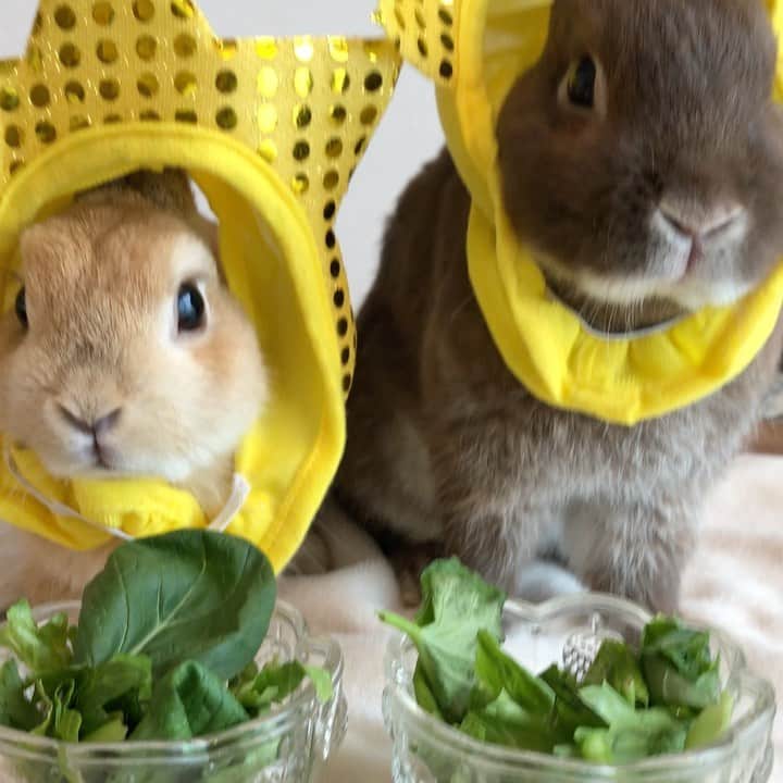 yun.ゆんのインスタグラム：「march.lemon🐻🍋＋cotton.💭 七夕のお願いみんなしましたか？🎋 . . . . 福岡は「七夕豪雨」と言われていました。☔️ 自然の事とはいえ、お願いだから雨はこれ以上降らないでほしいです❣️💦  . . マーチとレモンにはでっかすぎるし、、コットンには小さすぎるという、、以前100均で見つけたお星さまです。⭐️ . ※3..だんだん顔がしぼんでいきます。🐶笑 コツ。😂 . . . 今日はセロリと小松菜と空芯菜のサラダでした。🥗 目薬もバッチリのレモン、快調です。🙏 . . ♪ ♪ ♪ #七夕#星#雨止んでください#うさぎ#ウサギ#ネザーランドドワーフ#ZIP写真部#レモン#ふわもこ部#マーチ#多頭飼い #rabbits#rabbitsofinstagram #rabbitstagram #petstagram #march#instapet#cutepetclub #instarabbit #bunnies #bunnylove #lapin #pecotv #WeeklyFluff #lemon #netherlanddwarf #dailyflufffeature#pecotv」
