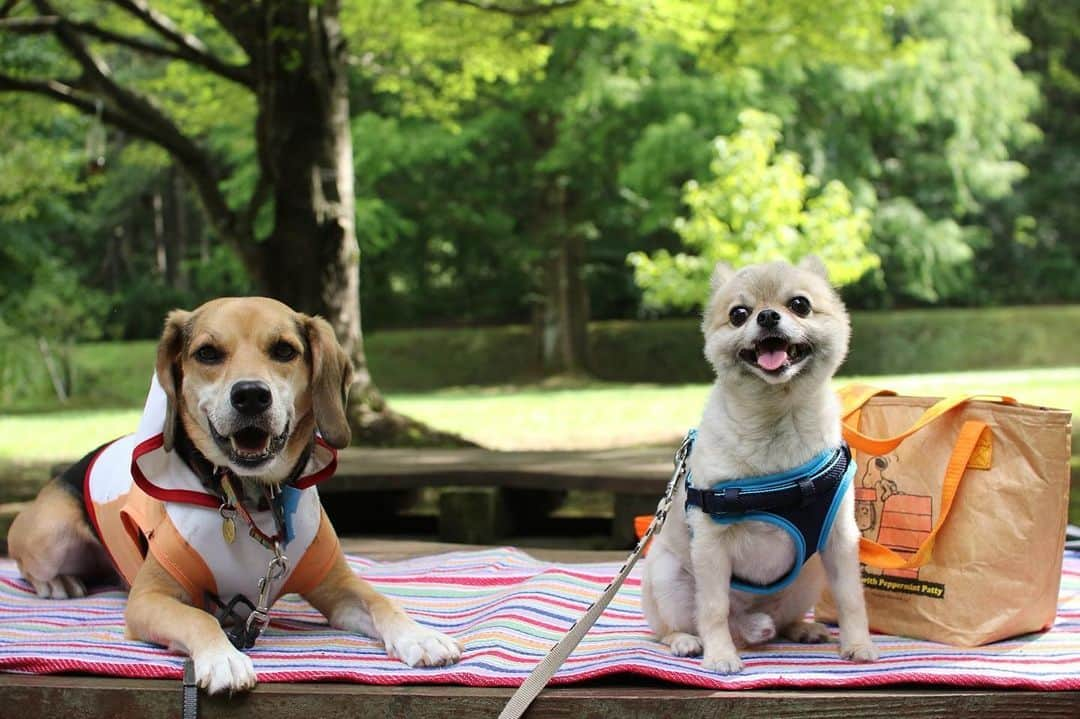 薗田淳さんのインスタグラム写真 - (薗田淳Instagram)「・ 『また元気に再会できますように』⭐️🎋🐶💓 ・ #あん #ペコスケ #あんちゃん #ぺーちゃん #秋田 #七夕 #再会 #サッカーでつながる縁 #サッカー犬 #わんこサポ #beaglemix #pomeranianandchihuahuamix #dogstagram」7月7日 21時25分 - jun_sonoda_33