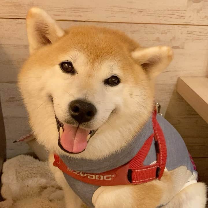 てんパパのグルメインスタ