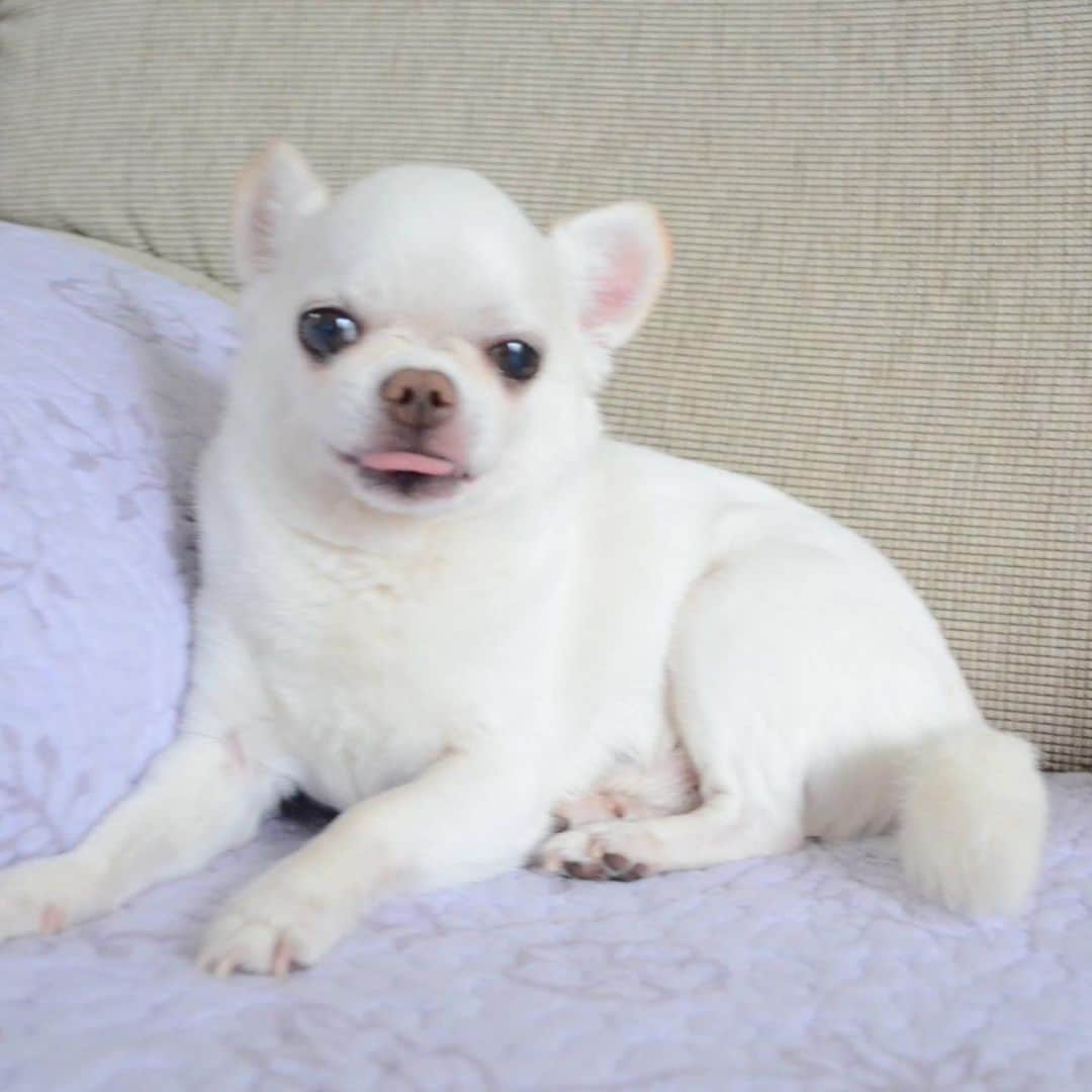 KORIKIのインスタグラム：「おはようございます♪ * #dogofsapporo #dog, #dogs, #dogstagram,#chihuahua,#犬バカ部,#チワワ,#koriki, #hanadog #白スムチ連合会, #スムチー,  #dogofthedayjp, #dogoftheday  #ilovemydog #instadog #instapet #WhiteChihuahua  #吉娃娃 #치와와  #dogsofinstagram #Chihuahualover  #ชิวาวา #チワワの輪 #barkbox #WhiteChihuahuaParty #もふもふモフモフ」