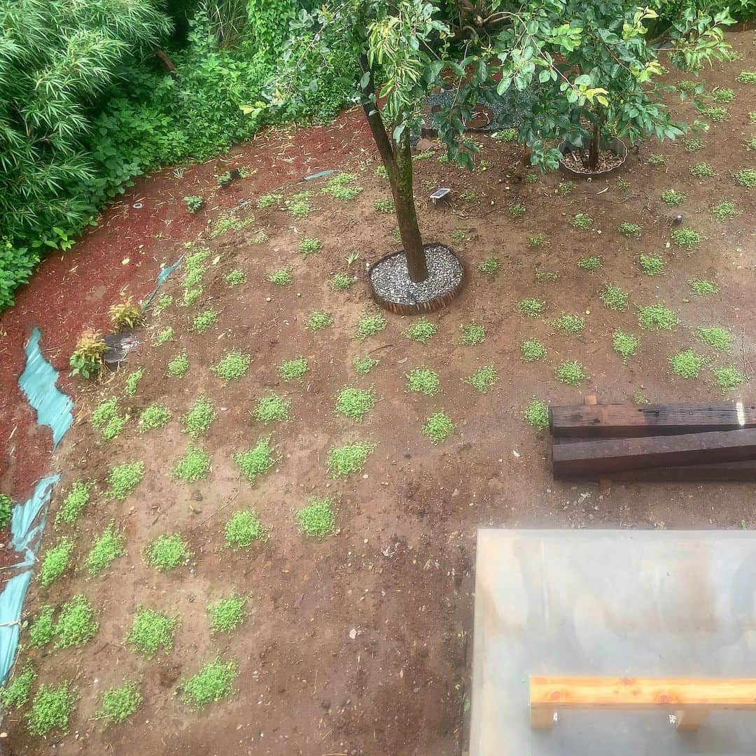 池内万作さんのインスタグラム写真 - (池内万作Instagram)「雨が続いて日差しが足りないんじゃないかとか、成長が悪い苗があるけどなんでだろとか、色々ありますが概ね良好かも。 一部では繋がり始めているところも。 梅雨明けに急成長しそうな予感♪ #クラピア #今日のクラピアさん」7月8日 7時06分 - mandeshita