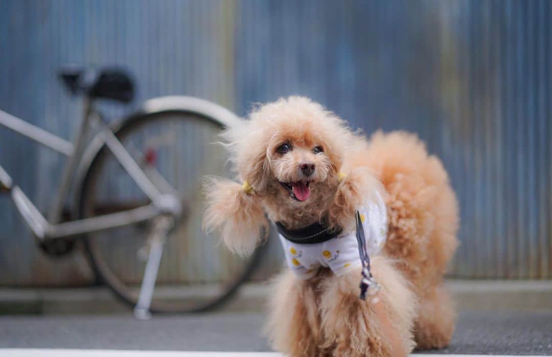 Toypoodle Mikuru?Asakusa Tokyoのインスタグラム：「20200708 Wednesday. Good morning! Friends 💭 . お散歩しやすい朝✨ みきゅるんは元気で今日も朝活肉活🍖 と、言いたいところですが、昨夜よりお腹の調子が悪く肉活禁止🈲 それどころか昨晩より絶賛絶食ちう🚱 今日様子見て病院へ🏥連れて行こうかなと思ってます。 . あ、本人はお散歩もして、オニクも欲しがり元気ですよ。写真の通り😄 . えー またもや週5テレワークの状態に戻りました😰 都内の感染者が増えてますから🥺 この先どうなるんだろう... . #絶食 #下痢 #でも元気」
