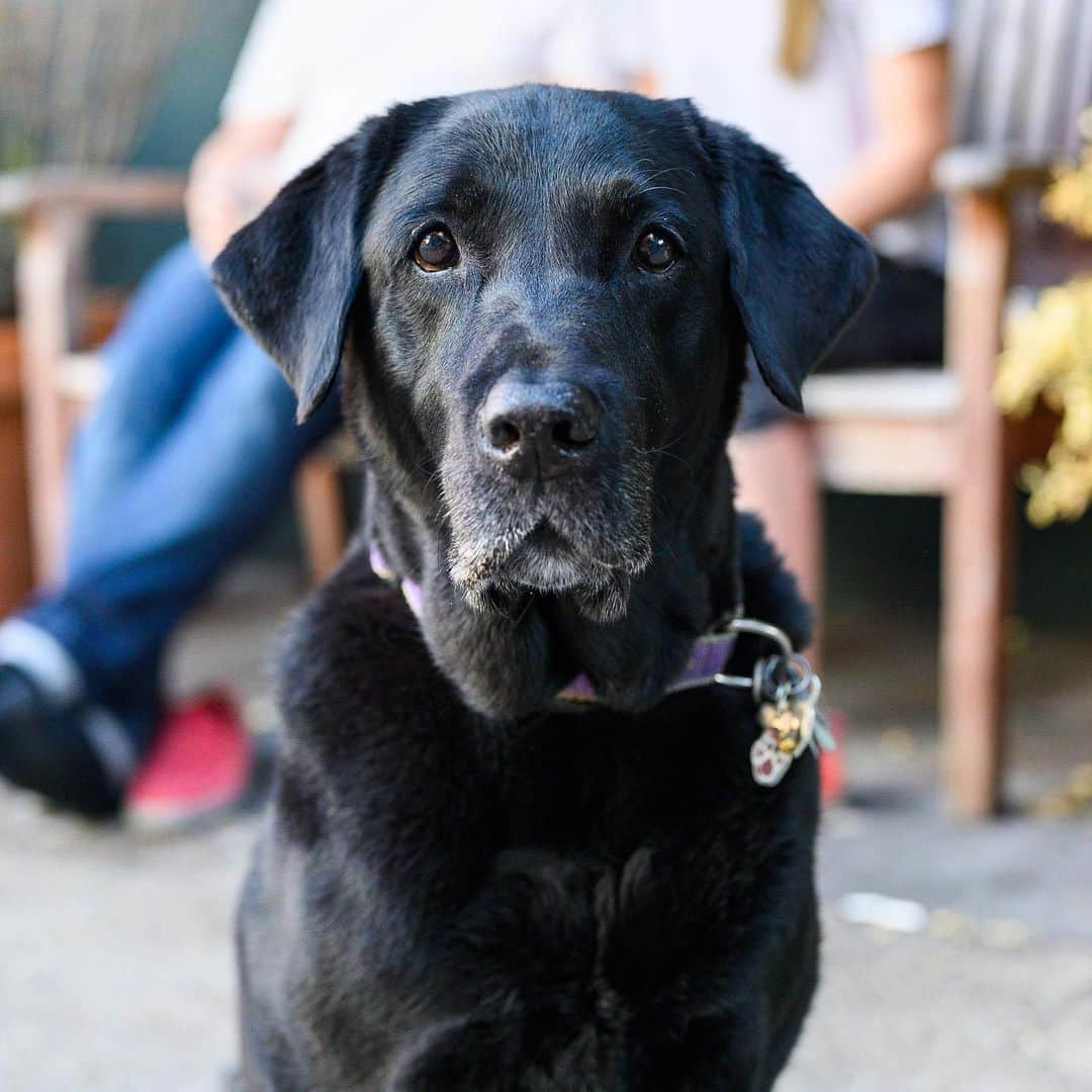 The Dogistさんのインスタグラム写真 - (The DogistInstagram)「Bear, Labrador Retriever (11 y/o), W 4th & 10th St., New York, NY • “He always waits until he gets permission to eat; and if he doesn’t hear me say ‘ok’, he’ll wait forever.”」7月8日 7時35分 - thedogist