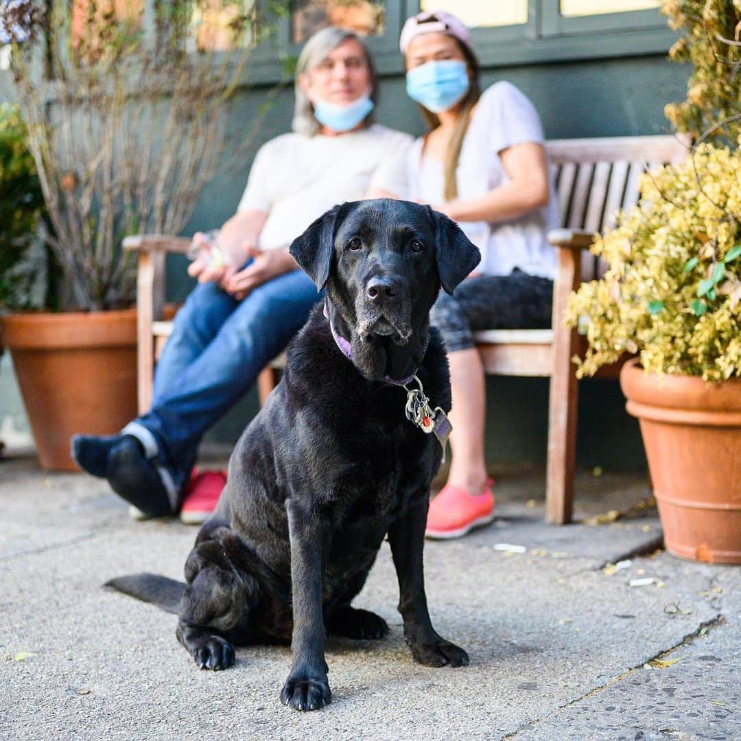 The Dogistさんのインスタグラム写真 - (The DogistInstagram)「Bear, Labrador Retriever (11 y/o), W 4th & 10th St., New York, NY • “He always waits until he gets permission to eat; and if he doesn’t hear me say ‘ok’, he’ll wait forever.”」7月8日 7時35分 - thedogist