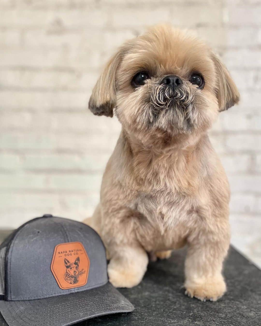 Dogs by Ginaのインスタグラム：「Just a little marketing campaign 🐾」