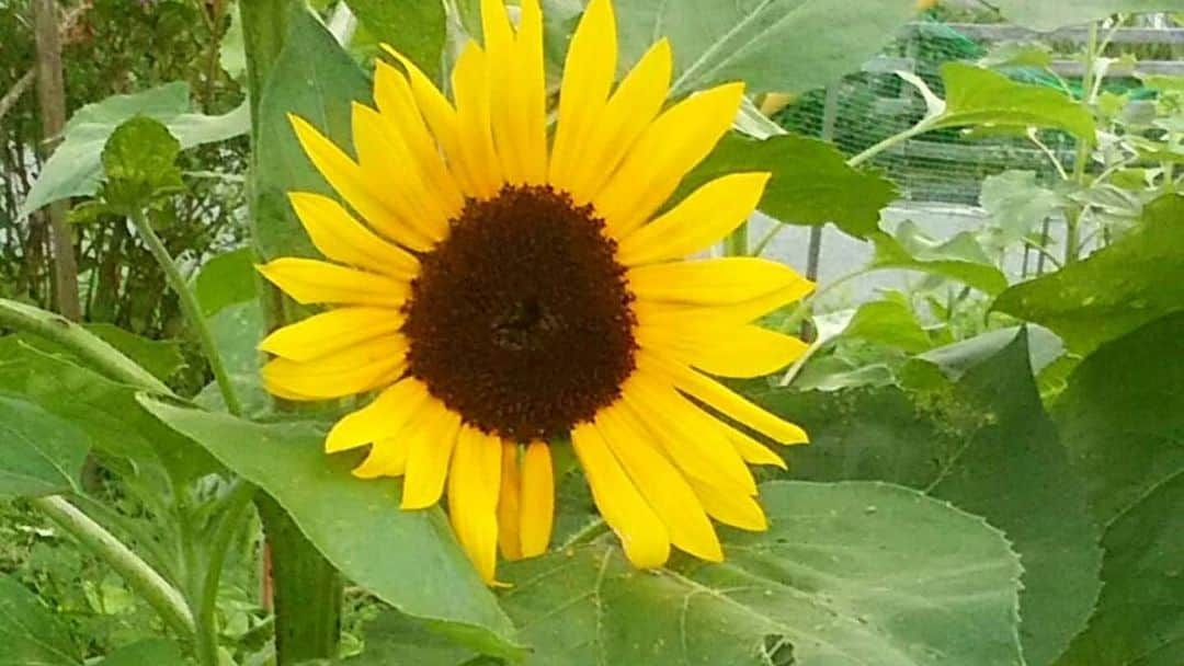 高井俊彦さんのインスタグラム写真 - (高井俊彦Instagram)「おはよう✋ 大雨で被害が多く出てます。 皆さんくれぐれも気をつけて早めの行動をとりましょう‼️  少しでも癒やしになればと思いー。 先日、奈良の実家の庭で親父とやった『ジャポニカ学習帳の表紙写真撮影大会』の写真掲載します📷✨  写真が趣味の親父は１枚だけ、僕は３枚撮っていいというルール🎶  さて⁉️ 親父の写真は何番目でしょうか？？？ そして、ジャポニカ学習帳の表紙にするなら何番目ですか？？？ 答え、審査お待ちしてます☺👍 #吉本新喜劇  #高井俊彦 #ジャポニカ学習帳」7月8日 7時54分 - takai_toshihiko