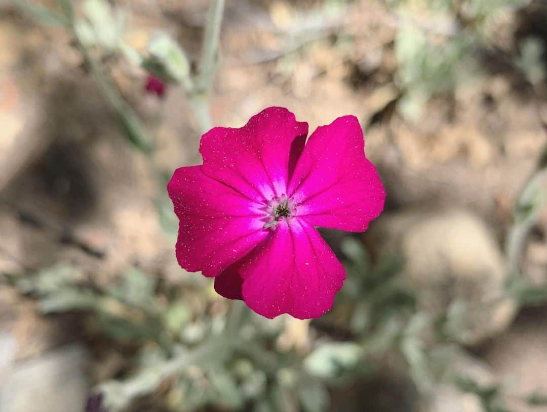 OLIVIAさんのインスタグラム写真 - (OLIVIAInstagram)「Enjoying all the beautiful wildflowers in Yosemite. So in love with this one- it’s called #rosecampion」7月8日 8時01分 - olivialufkin