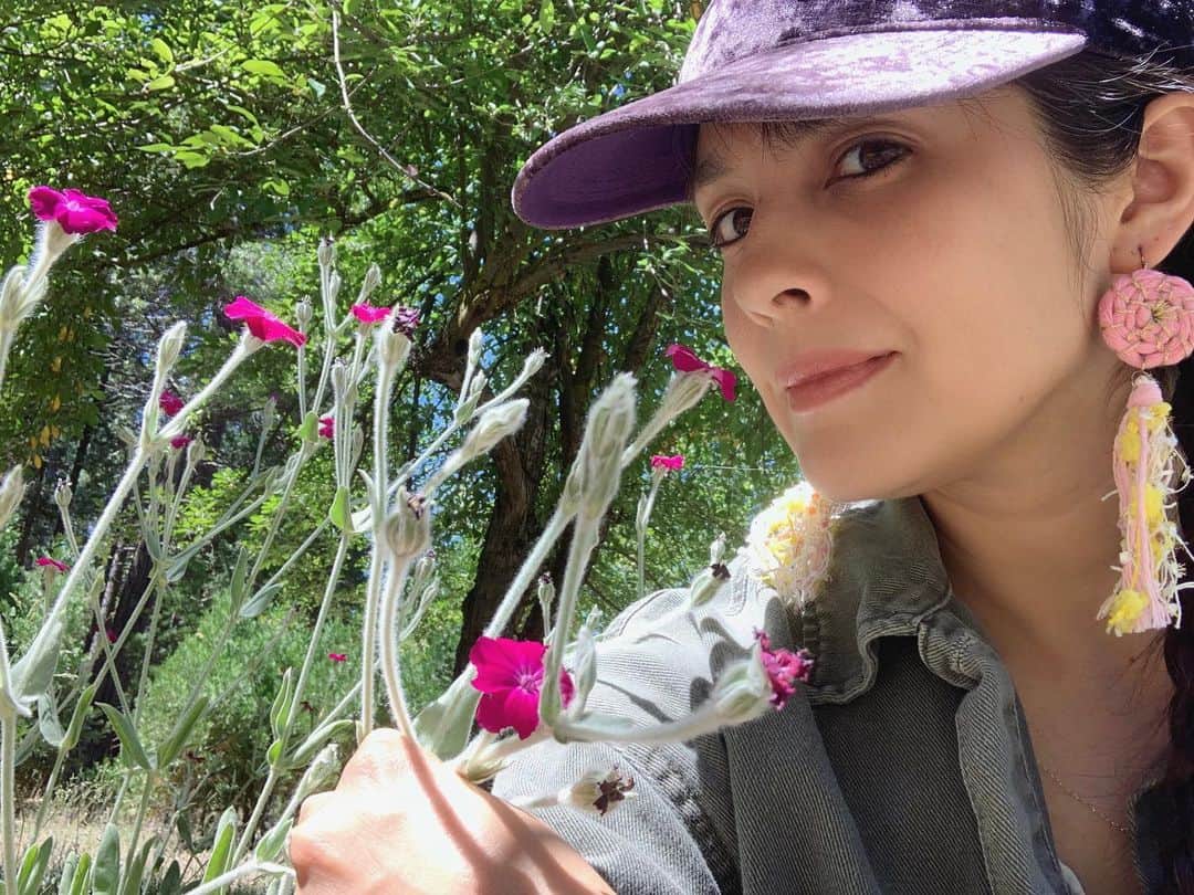OLIVIAのインスタグラム：「Enjoying all the beautiful wildflowers in Yosemite. So in love with this one- it’s called #rosecampion」