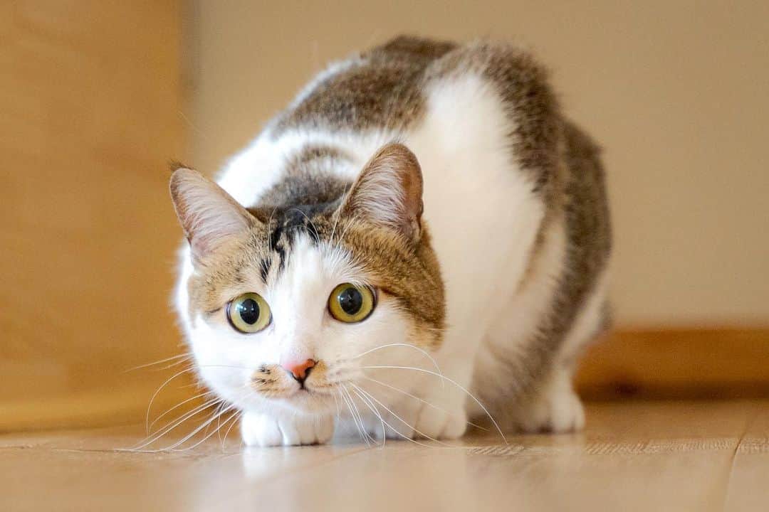 マアルのインスタグラム：「ウリさん #🐈 #北海道 #旭川市 #ペットホテル」