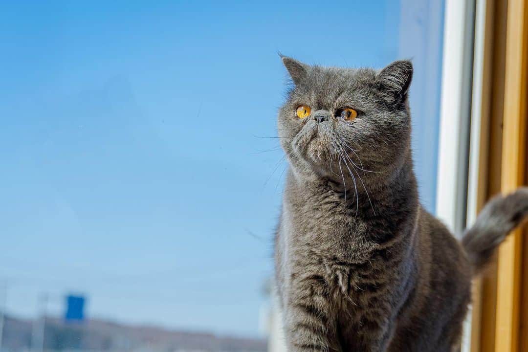 マアルのインスタグラム：「ごんたさん #🐈 #北海道 #旭川市 #ペットホテル」