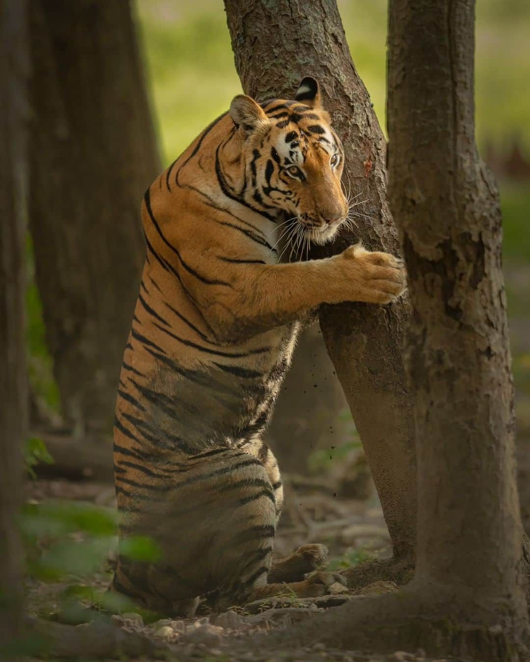 Discoveryさんのインスタグラム写真 - (DiscoveryInstagram)「Animals use chemical signaling as a form of conveying information to other animals, in its physical absence. The olfactory signal can have a long-lasting effect than visible or auditory signaling. These could be urine, feces, glandular secretion, etc.    . The dominant and prime male tiger seen rubbing its neck against the bark or tree is for such chemical signaling, excreting pheromones from the glands in the neck, that may be used to convey presence, alarm, defense, or attracting a mate.  Photo + Caption: Sarosh Lodhi  (@saroshlodhi) . #tigertuesday #bigcatsofinstagram #tigerking #naturephotography #wildlifephotography #natureismetal #bigcatsforever #absoluteunit」7月7日 23時11分 - discovery