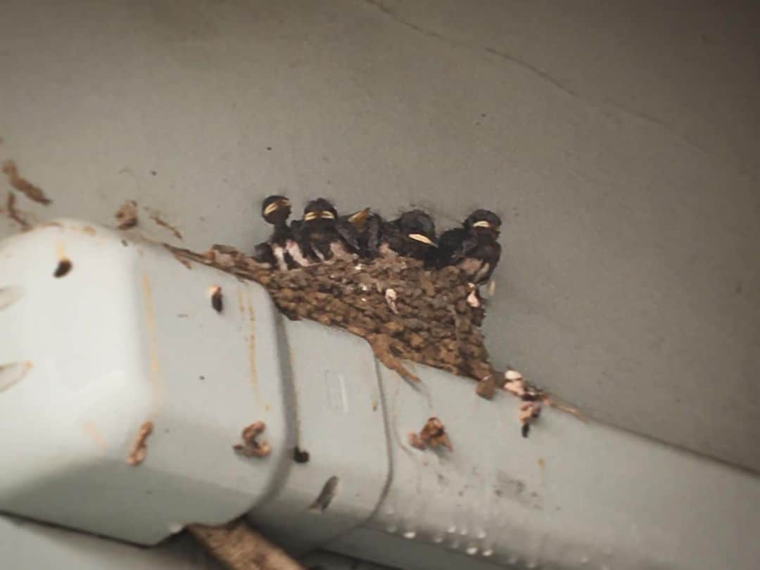 関沢圭司のインスタグラム：「ガソリンスタンドで、 燕の巣を発見😃 無事に巣立っておくれ〜！！  店員さんも皆、優しく見守っている👌  #つばめのす」