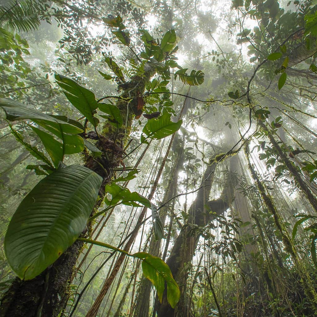 ナショナルジオグラフィックさんのインスタグラム写真 - (ナショナルジオグラフィックInstagram)「Photos by @timlaman  The great island of New Guinea, second only to Greenland in size (and a lot greener), harbors the third biggest block of rainforest remaining on the planet, after the Amazon and the Congo Basin. Let's celebrate these forests and their importance to our collective future. New Guinea still has more than 80 percent forest cover, and harbors some of the great treasures of Earth’s biodiversity. Swipe to see: 1) Mount Arfak forest, 2) a tree kangaroo, 3) a masked bowerbird, 4) a palm cockatoo, and 5) a Vogelkop superb bird of paradise. Follow @TimLaman to see more treasures of the New Guinea forests. Images made with the support of @birdsofparadiseproject. #NewGuinea #rainforest #birds #treekangaroo」7月7日 23時37分 - natgeo