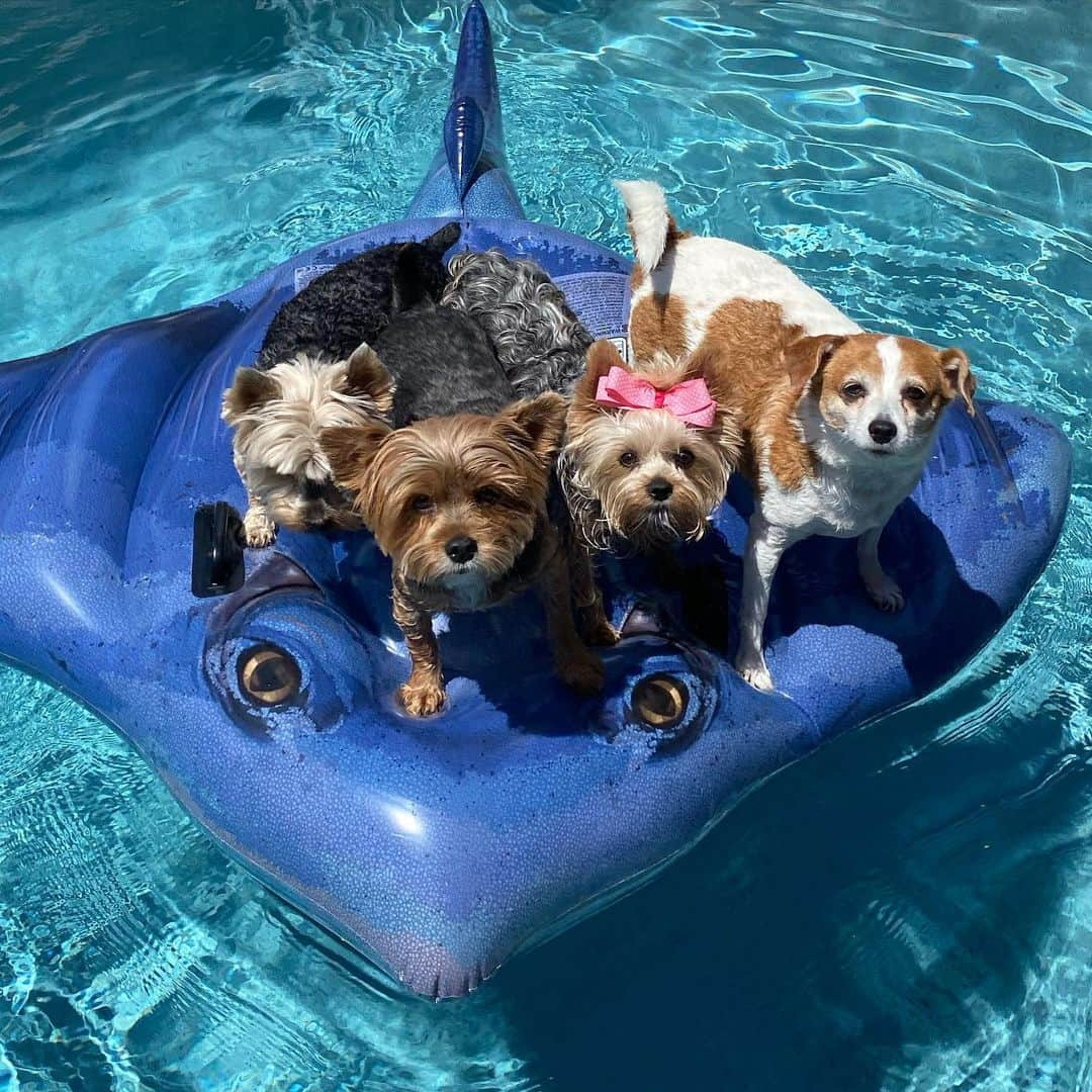 さんのインスタグラム写真 - (Instagram)「Max, Sammy, Allie & Pebbles 💭 Come float with us!! 😆🙌🏼💦🥳 #Stingray #ComeFloatWithUs #BeautifulSunnyDay #PoolPawty #Floaty #FloatYourBoat #PartyEveryDay #WaterFun」7月8日 0時21分 - happyyorkiefamily