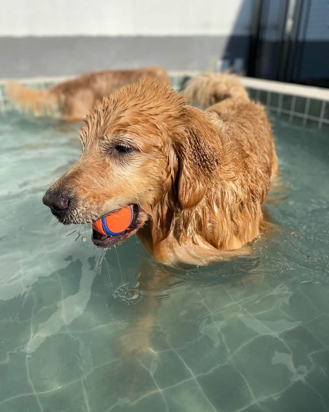 Bobさんのインスタグラム写真 - (BobInstagram)「Dia de piscina!!!!! 🤩🤩💦 . . . #pets #photooftheday #petsofinstagram #instagrammers #instagram #instadaily #vejasp #goldenretriever #goldenretrievers #goldenretrieversofinstagram #dogs #dogstyle #dogoftheday #dogsofinstagram #saopaulo #gudfriends #photography #piscina #poolparty」7月8日 0時25分 - bob_marley_goldenretriever