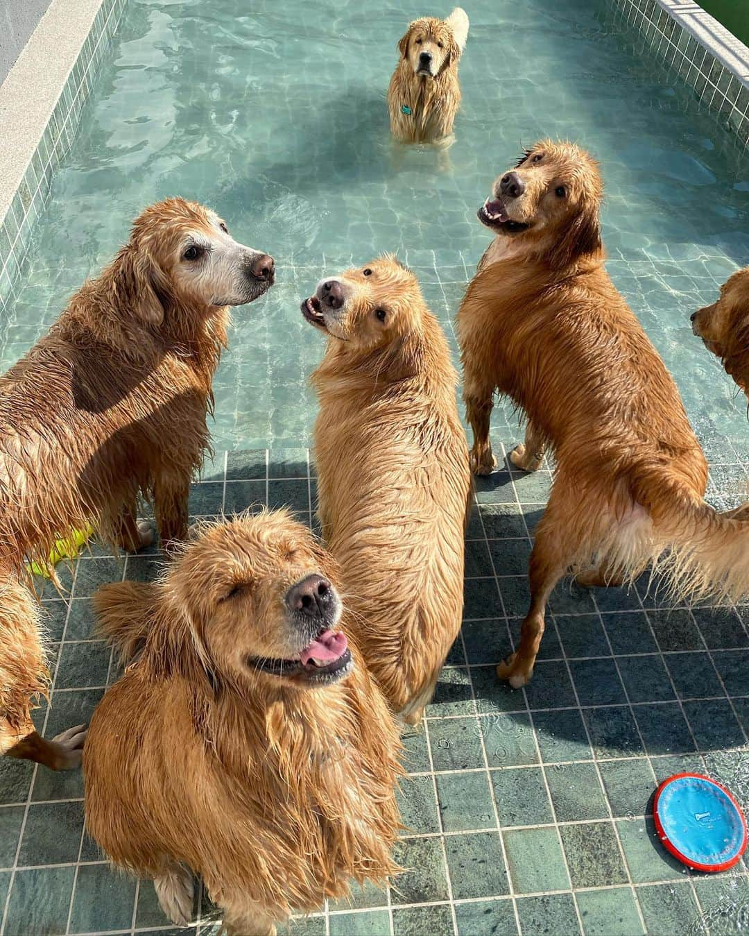 Bobさんのインスタグラム写真 - (BobInstagram)「Dia de piscina!!!!! 🤩🤩💦 . . . #pets #photooftheday #petsofinstagram #instagrammers #instagram #instadaily #vejasp #goldenretriever #goldenretrievers #goldenretrieversofinstagram #dogs #dogstyle #dogoftheday #dogsofinstagram #saopaulo #gudfriends #photography #piscina #poolparty」7月8日 0時25分 - bob_marley_goldenretriever