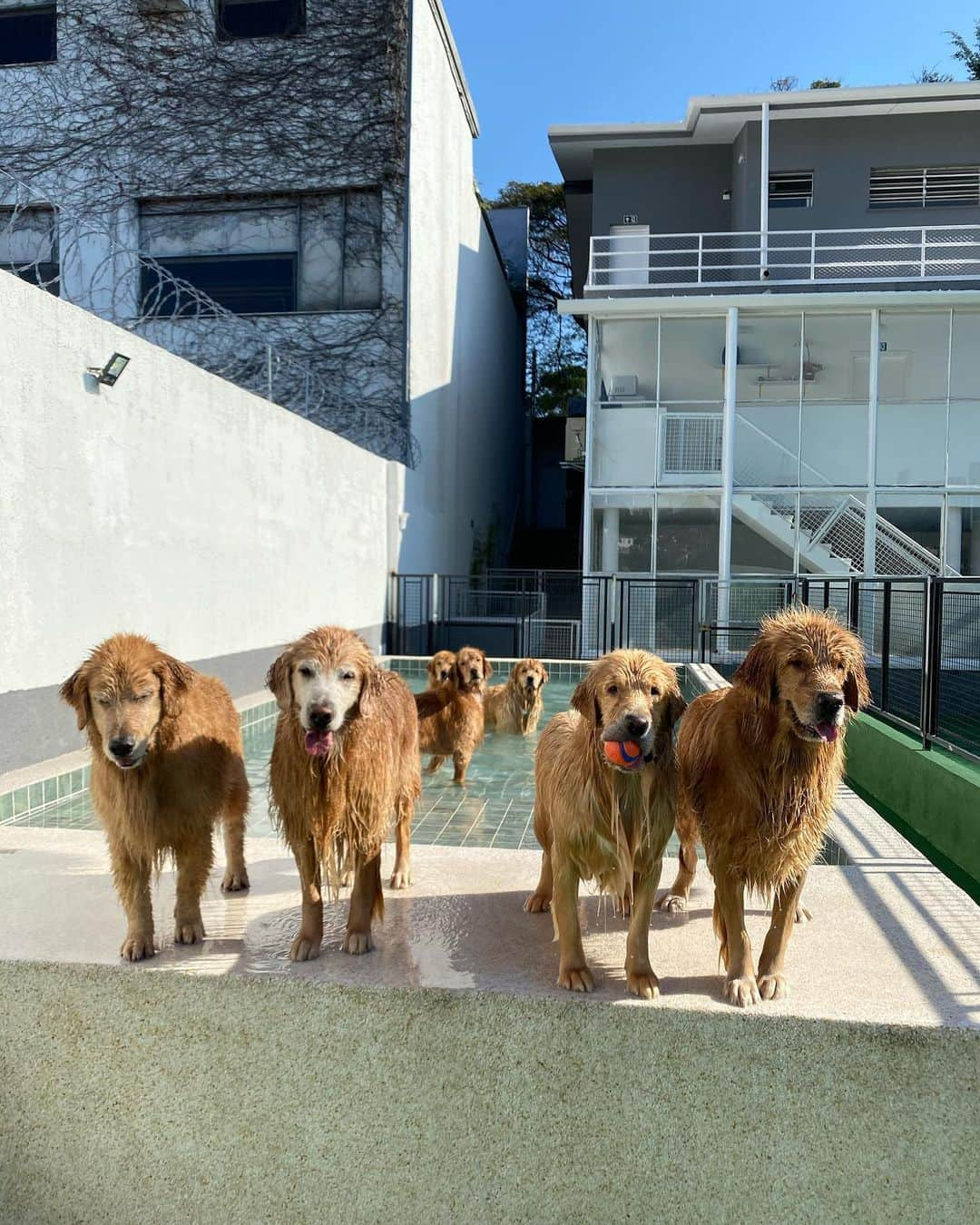 Bobさんのインスタグラム写真 - (BobInstagram)「Dia de piscina!!!!! 🤩🤩💦 . . . #pets #photooftheday #petsofinstagram #instagrammers #instagram #instadaily #vejasp #goldenretriever #goldenretrievers #goldenretrieversofinstagram #dogs #dogstyle #dogoftheday #dogsofinstagram #saopaulo #gudfriends #photography #piscina #poolparty」7月8日 0時25分 - bob_marley_goldenretriever