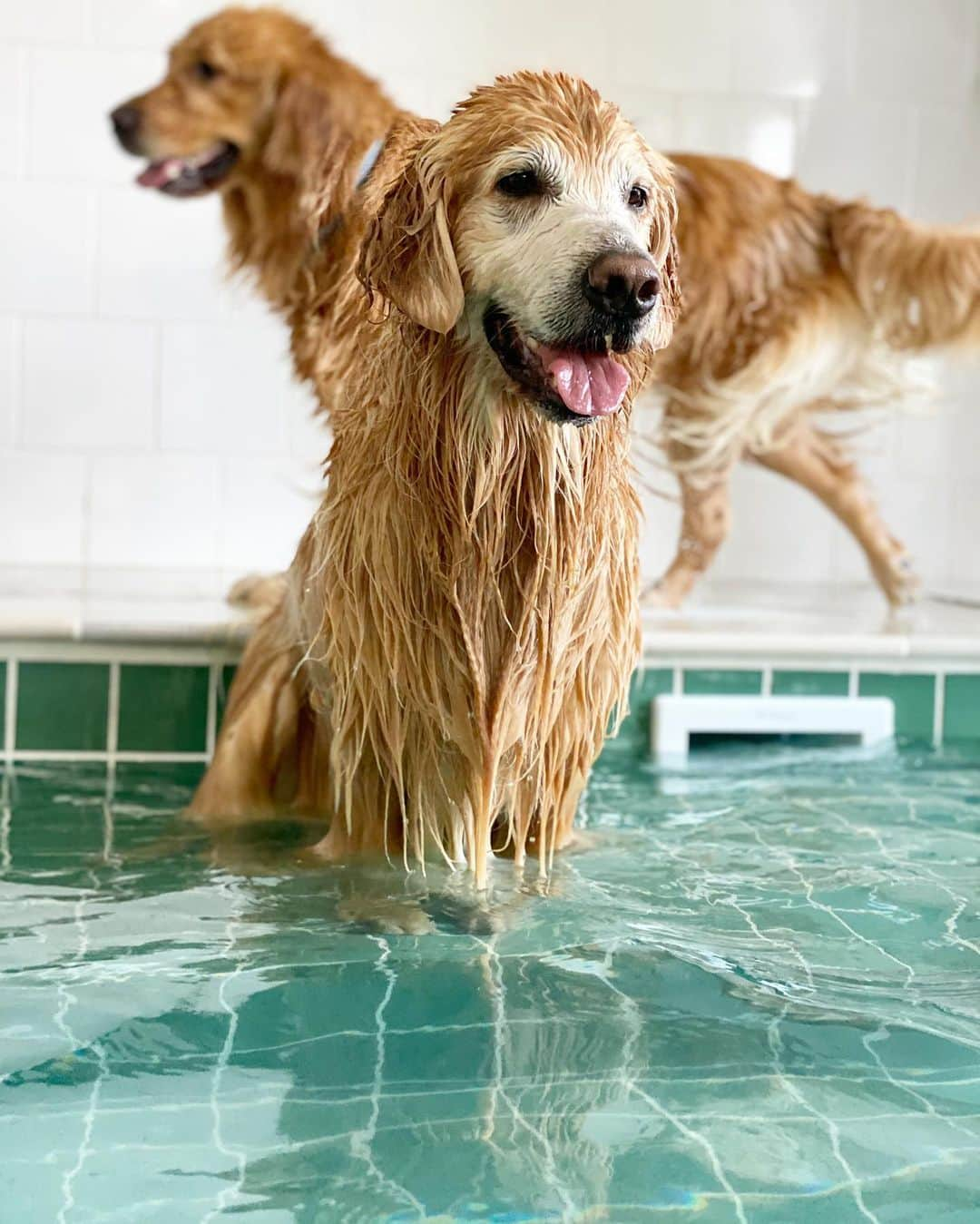 Bobさんのインスタグラム写真 - (BobInstagram)「Dia de piscina!!!!! 🤩🤩💦 . . . #pets #photooftheday #petsofinstagram #instagrammers #instagram #instadaily #vejasp #goldenretriever #goldenretrievers #goldenretrieversofinstagram #dogs #dogstyle #dogoftheday #dogsofinstagram #saopaulo #gudfriends #photography #piscina #poolparty」7月8日 0時25分 - bob_marley_goldenretriever