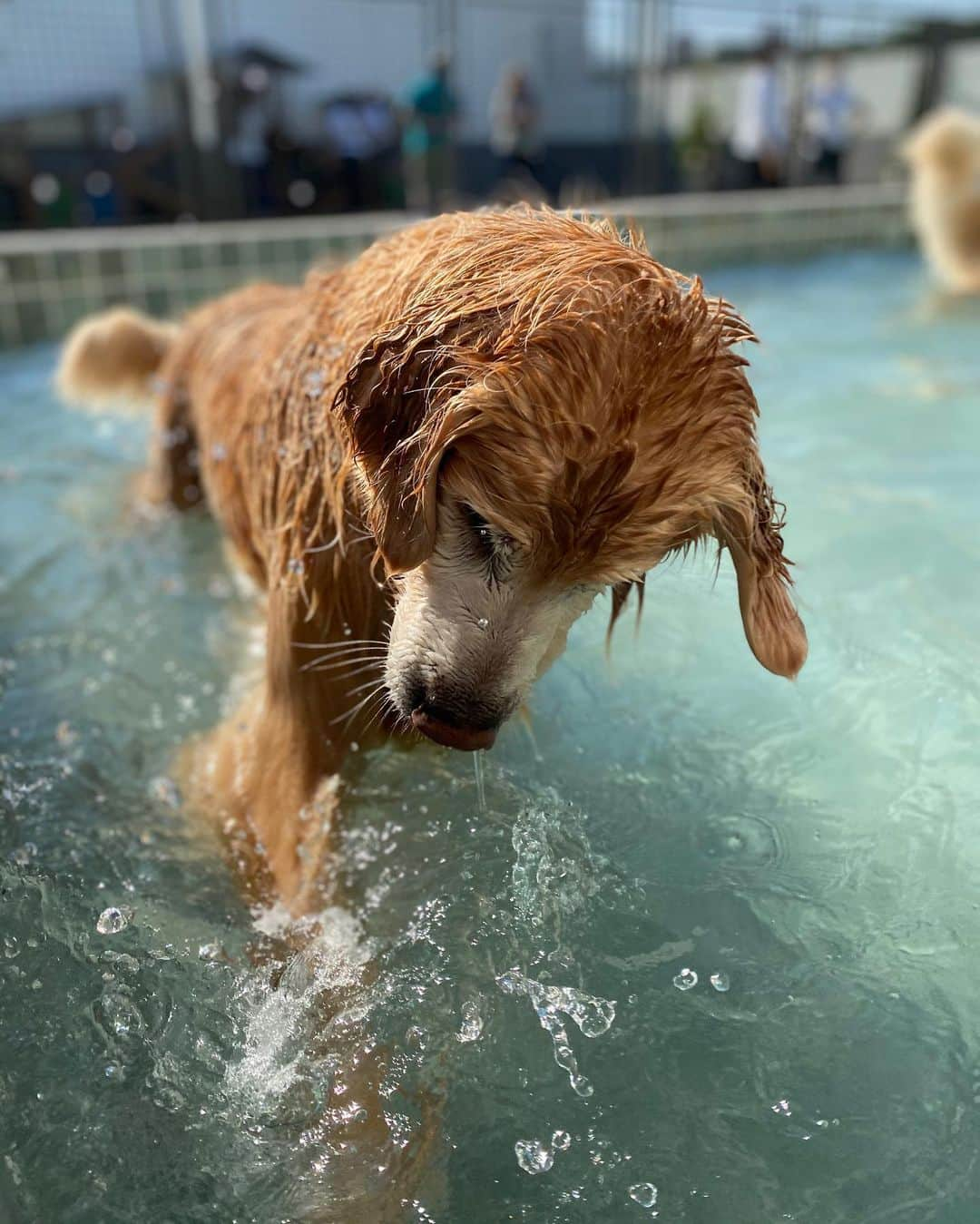 Bobさんのインスタグラム写真 - (BobInstagram)「Dia de piscina!!!!! 🤩🤩💦 . . . #pets #photooftheday #petsofinstagram #instagrammers #instagram #instadaily #vejasp #goldenretriever #goldenretrievers #goldenretrieversofinstagram #dogs #dogstyle #dogoftheday #dogsofinstagram #saopaulo #gudfriends #photography #piscina #poolparty」7月8日 0時25分 - bob_marley_goldenretriever