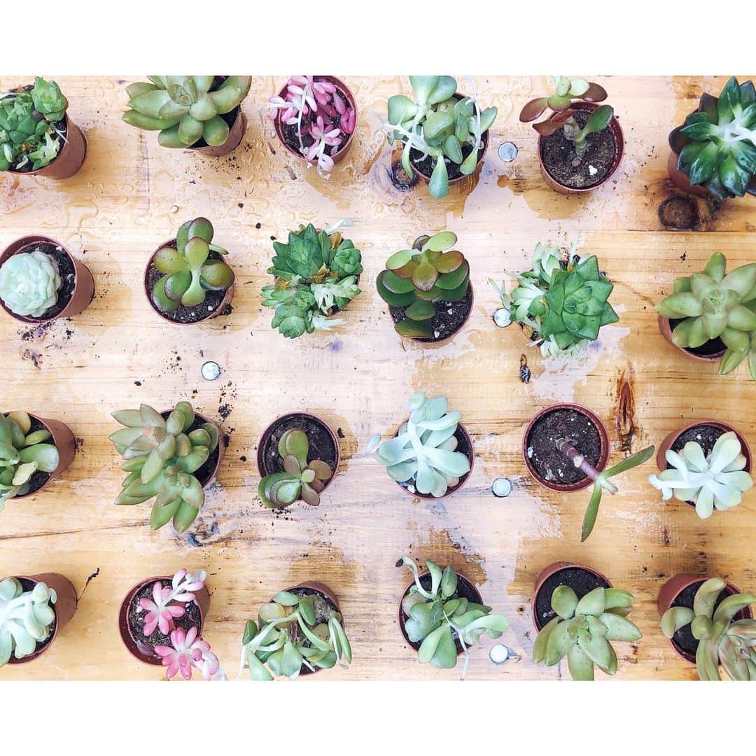 palomaparrotのインスタグラム：「plants have feelings too,right ?🌿🌱🌵」