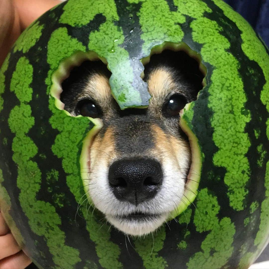 吾子さんのインスタグラム写真 - (吾子Instagram)「・ ・ ・ そろそろスイカの季節🍉だわん🐶💕 ・ ・ ・ ・ ・ ・ ・ #watermelon  #グラディエーター #sapporo ・ 北海道の柴犬 #柴北会 の皆ワン🐶💕早くみんなで安心してお散歩ができますように🐶👍🏻💕 ・ #adorable #instadog#shibainu#dog#instagramjapan#instashiba#kuroshiba #kuroshiba#socute #cutedog#いぬのきもち #黒柴 #dogstagram」7月8日 0時39分 - acoshiba