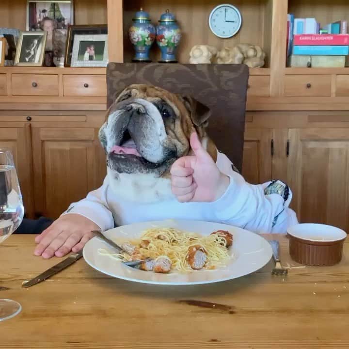 Bodhi & Butters & Bubbahのインスタグラム：「Carbo load for life 🍝 . . . . . . #gains #carbs #fitness #bulldog #smile #laugh #funny #tuesday #dogsofinstagram #bestoftheday #puppy #love #cute #boy ❤️ @macho_english_bulldog」