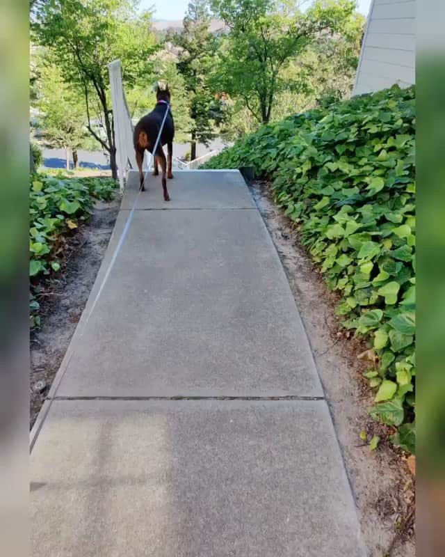 DogsOf Instagramのインスタグラム：「“These are stairs on our daily walk...I taught Ruby to stop at each set of stairs to not drag me down and kill me 😂. Then we edit it with her whisper 😀” writes @rubydooby_do   #dogsofinstagram」
