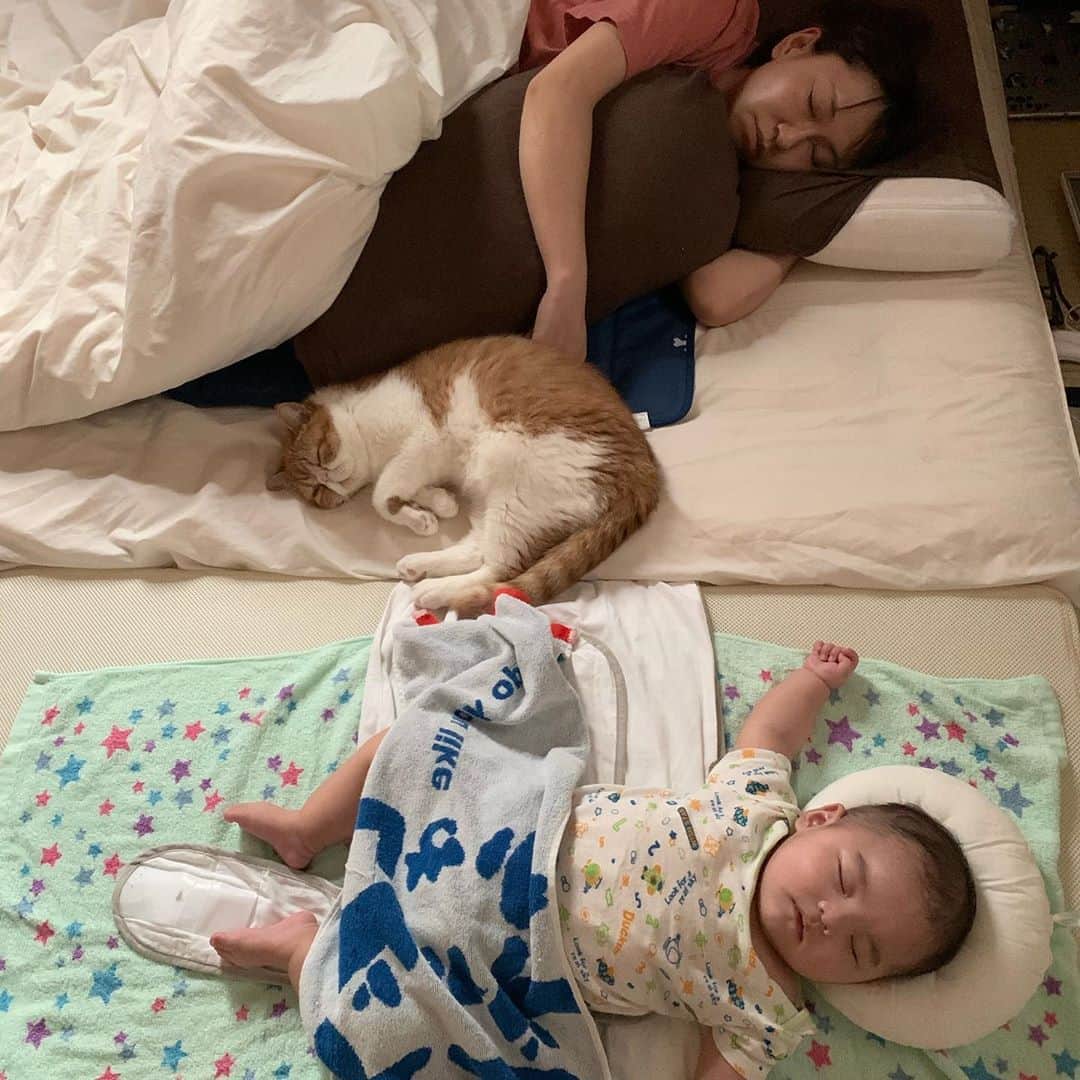 桜 稲垣早希さんのインスタグラム写真 - (桜 稲垣早希Instagram)「今日のお昼寝を撮られてました。 息子が産まれてからカシは少し遠慮したり緊張したりしてたけど最近は全力で甘えて来てくれて可愛いです。仲良くなってくれたら嬉しいなぁ😊 #エキゾチックショートヘア #生後1歳の男の子 #生後5ヶ月男の子  #ふたりはプリキュア」7月8日 1時12分 - sakura_inagaki_saki