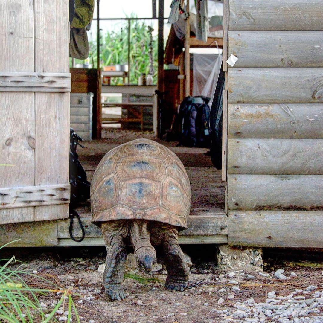 Thomas Peschakのインスタグラム：「I lived in this wonderfully simple research hut for two weeks while photographing seabirds and sharks in a remote mangrove forest at the north eastern edge of Aldabra atoll. Whenever I forgot to close doors, the hut would become a highway for giant tortoises. Shot on assignment for @NatGeo with @sif_seychelles #tortoise #aldabra #wilderness #wildlife」