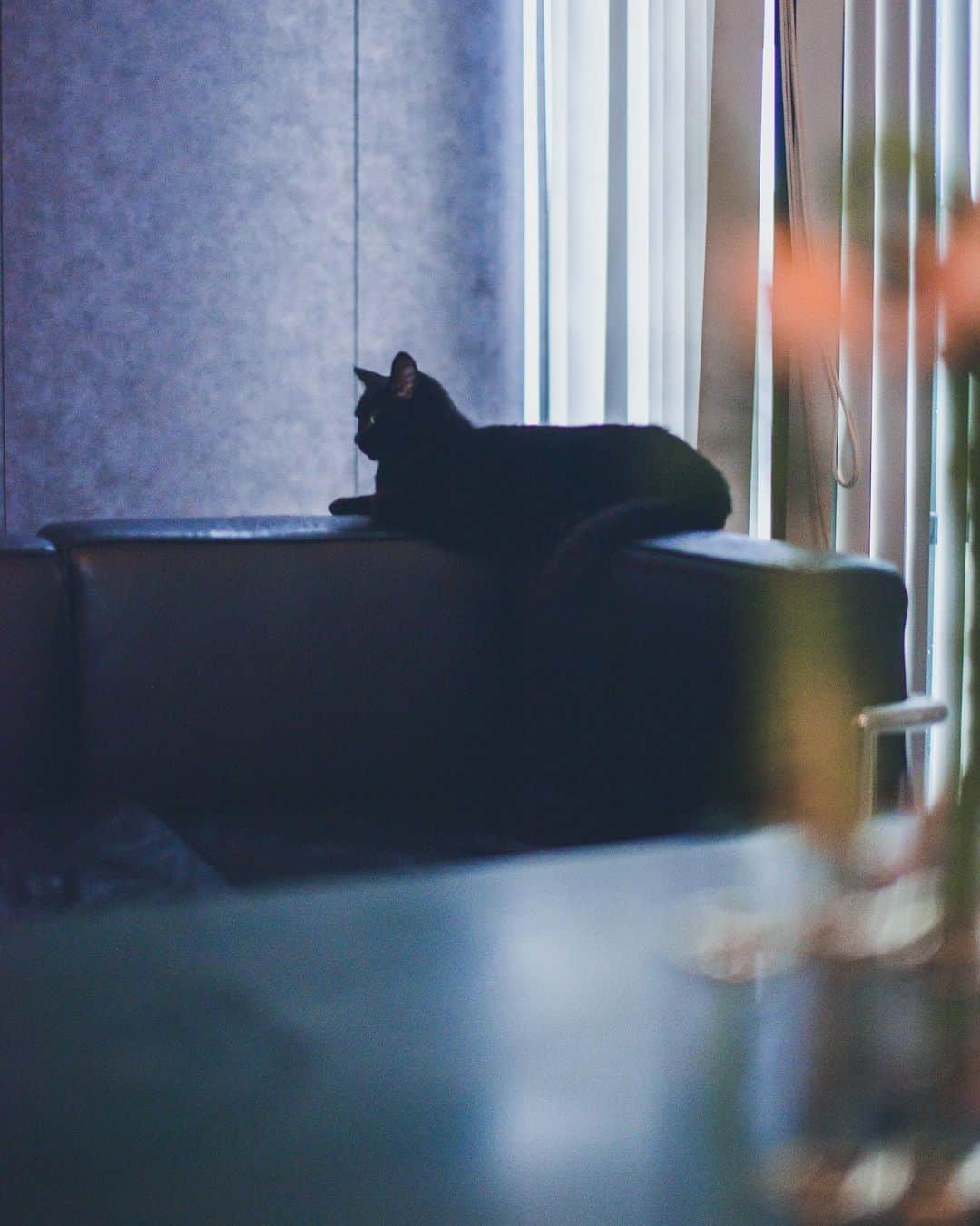 鈴木淳子さんのインスタグラム写真 - (鈴木淳子Instagram)「HBD jijico🌹🐈 @_meow_nyan  じじこ先生、6歳おめでとう㊗️  大学の先輩で、アーティストの @yuki_matsueda さんが保護してくれた野良猫の赤ちゃんがじじこでした。Facebookで写真を見て、そのちょっと無愛想な黒猫らしい表情に一目惚れして、迎えに行ったのが2014年。もう6歳かぁ。  我が家は犬も猫もペットショップで買うのは変だ、という考えがあり🐈🐈🐕 実家の犬も猫も、そしていま元気に我が家にいる2匹の猫も、引き取ったり里親でもらったりと、ご縁があった子が我が家の一員になるのでみんな雑種の子です。  じじこ先生の誕生日が正確にはわからないんだけど 長生きして欲しいなー😽 . . . #jijico #blackcat #catstagram #catsofinstagram  #ねこすたぐらむ #ねこのいる生活」7月8日 1時45分 - junkosuzuki