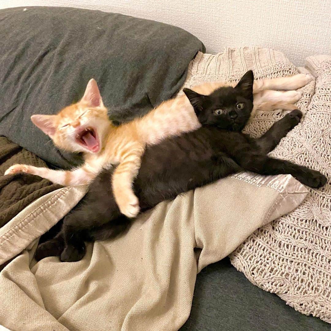 のインスタグラム：「ニャルトロス _  #ぺーぽん #cat #kitten #catstagram #catsofinstagram #catsagram #babycat #子猫 #保護猫 #保護ねこ #仔猫 #ねこ #cat_of_instagram #cat_of_world #catlife #catlover #catlovers #fluffy #fluffycat #にゃんすたぐらむ #ねこすたぐらむ #仔猫 #blackcat #orangecat」