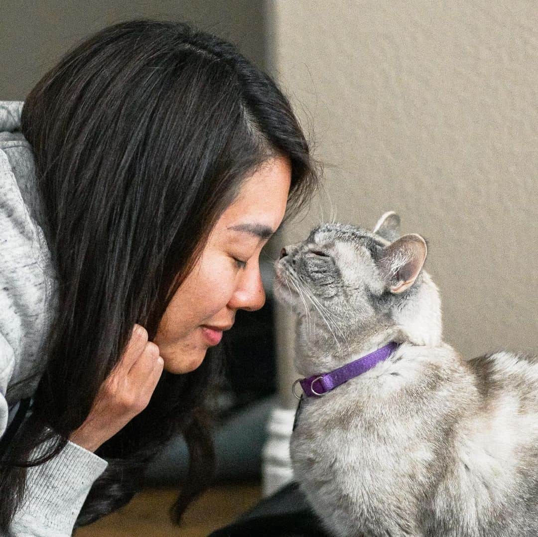 nala_catさんのインスタグラム写真 - (nala_catInstagram)「You always gain by giving love ❤️  Just 4 DAYS until meowfest Virtual weekend, where I will be hosting a Furtual Meet and Greet! It's not too late to join the purrty--visit meowfest.com/tickets to get your General Admission passes, which will give you access to most event content for a full year! @meowfestival @meowbox   All ticket proceeds will go to @laps_bc and @rapsociety.」7月8日 1時54分 - nala_cat