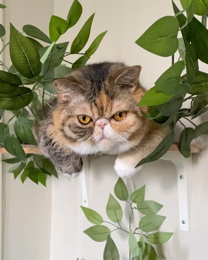 Tinaのインスタグラム：「Is it just me or does Wheezy look like a little bulldog? 😹」