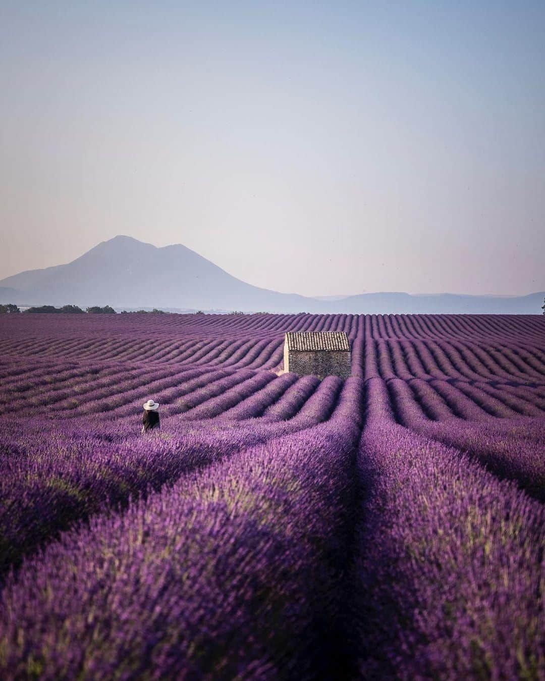 ロクシタンさんのインスタグラム写真 - (ロクシタンInstagram)「Lavender fields in Provence that seem to go on forever 💜 ⁣ #Regram 📸 @adrien.gtrd #LOccitane #Provence #LavenderFields #Lavender #Valensole #AlpesdeHauteProvence #Summer」7月8日 3時00分 - loccitane