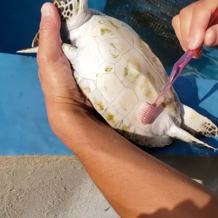 WildLifeのインスタグラム：「Turtle cleaning! 🛀by @ogasawara_marine_centre 🏝 Why do we do this? Build up of algae and other waste can lead to skin disease so it’s important that we clean their shells often!  The brown and green on the turtles are a mix of algae and water scales.」