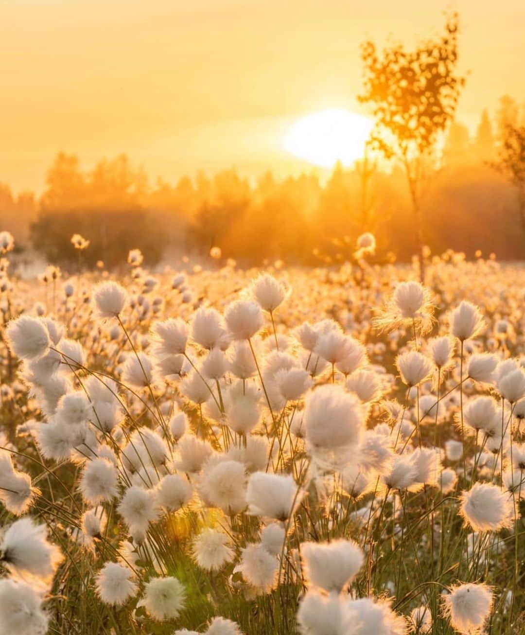 フィンランド政府観光局さんのインスタグラム写真 - (フィンランド政府観光局Instagram)「フィンランドの夏の光は、素敵な風景を演出します。☀️ ． @jarcce さんの写真。Kiitos！」7月8日 4時28分 - visitfinlandjapan