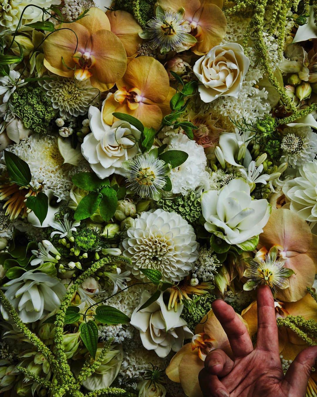 東信のインスタグラム：「Flowers #amkk #amkkproject #makotoazuma #azumamakoto #東信花樹研究所 #東信 #jardinsdesfleurs #shiinokishunsuke #flowerart #flower #flowers」