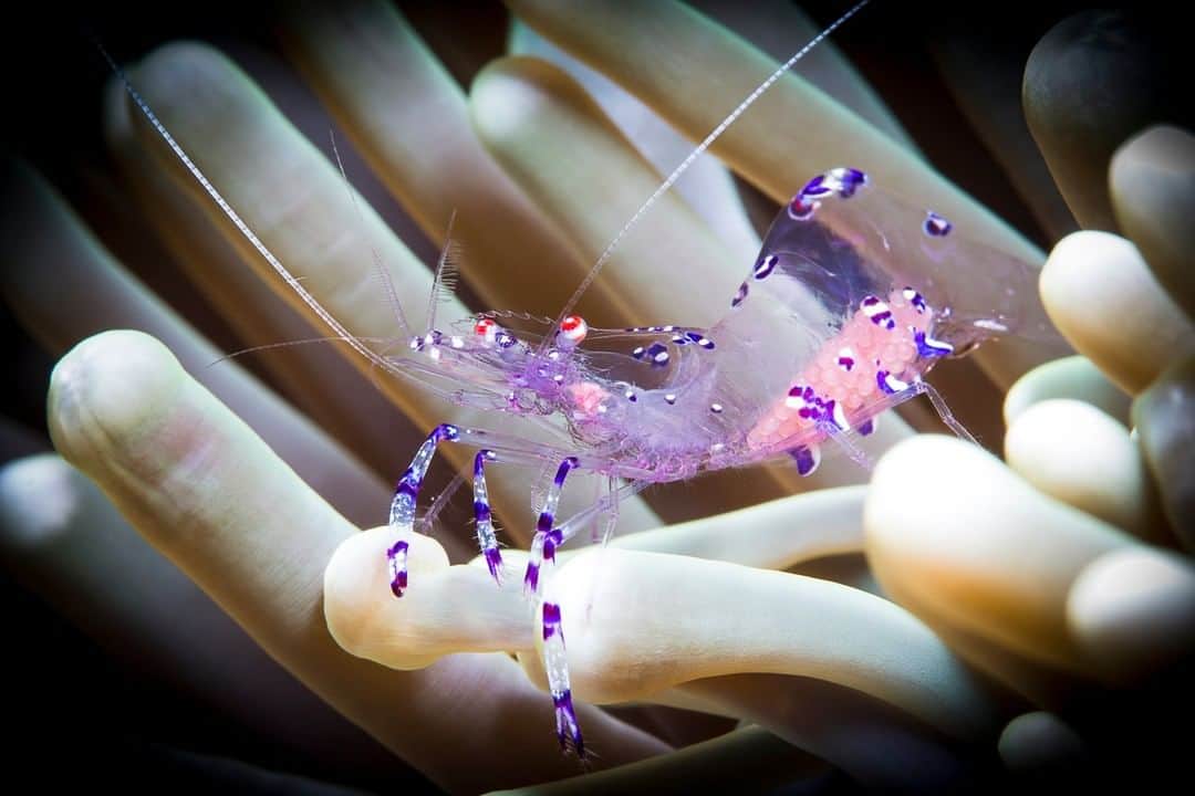 National Geographic Travelさんのインスタグラム写真 - (National Geographic TravelInstagram)「Photo by @Nadia.Aly.Photo  You are looking at a tiny commensal shrimp with eggs, taken in Komodo, Indonesia. These animals tend to move pretty quickly and are hard to focus on. Sometimes they are just too clear and small. I could easily spend 30 minutes to get a shot like this. Patience is key. Have you ever seen a live shrimp in the ocean? If so, where and what type?  Congratulations to Nadia Aly on becoming the June Your Shot Photographer of the Month! @natgeoyourshot #YourShotPhotographer」7月8日 5時03分 - natgeotravel