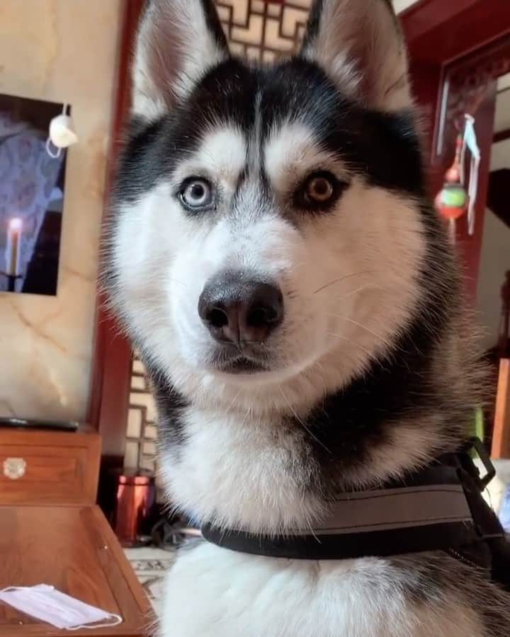 husky and malamuteのインスタグラム：「That eyes...😍😍」