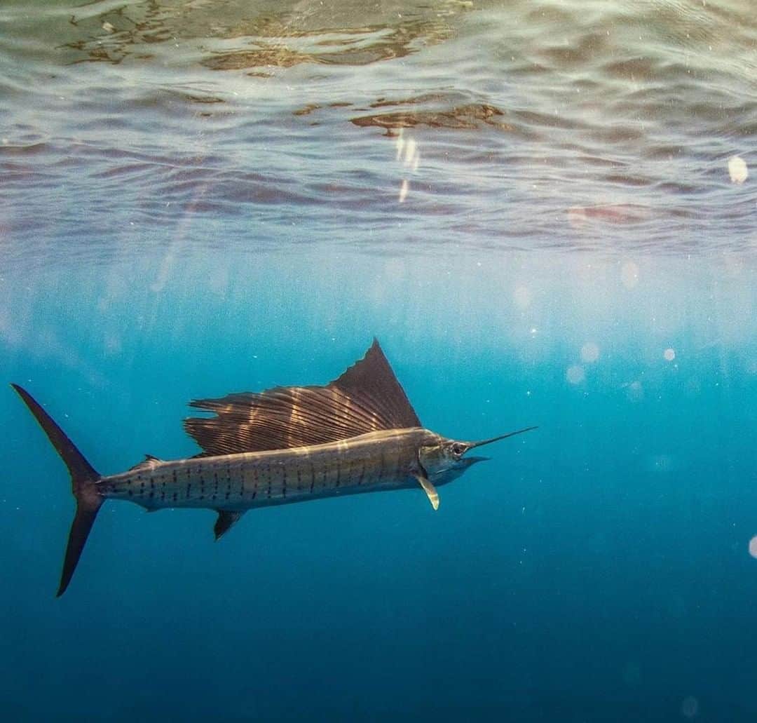 のインスタグラム：「Sunset Sail 📷: @sport_fish_gallery #SeeWhatsOutThere #BornOnTheWater」