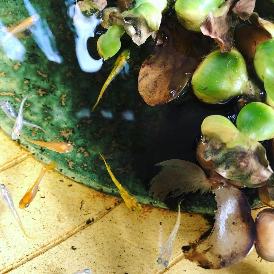 石川由香里のグルメインスタ