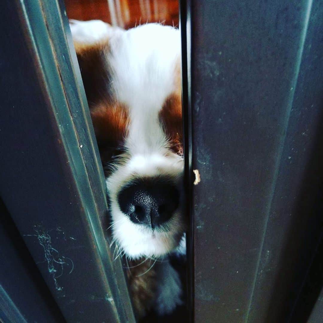藤沢文翁さんのインスタグラム写真 - (藤沢文翁Instagram)「let me in...... #cavalierkingcharlesspaniel」7月8日 16時08分 - fujisawabun_o