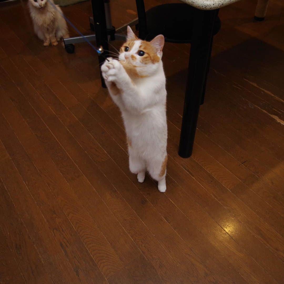 Kachimo Yoshimatsuさんのインスタグラム写真 - (Kachimo YoshimatsuInstagram)「元気いっぱいだ！ #うちの猫ら #oinari #猫 #ねこ #cat #ネコ #catstagram #ネコ部 http://kachimo.exblog.jp」7月8日 16時12分 - kachimo