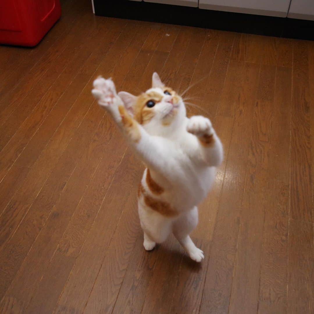 Kachimo Yoshimatsuさんのインスタグラム写真 - (Kachimo YoshimatsuInstagram)「元気いっぱいだ！ #うちの猫ら #oinari #猫 #ねこ #cat #ネコ #catstagram #ネコ部 http://kachimo.exblog.jp」7月8日 16時12分 - kachimo