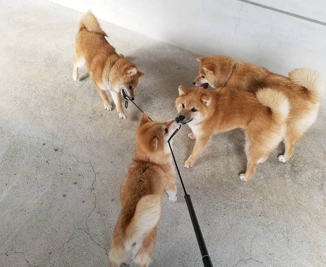 柴犬たま Shibainu Tamaのインスタグラム