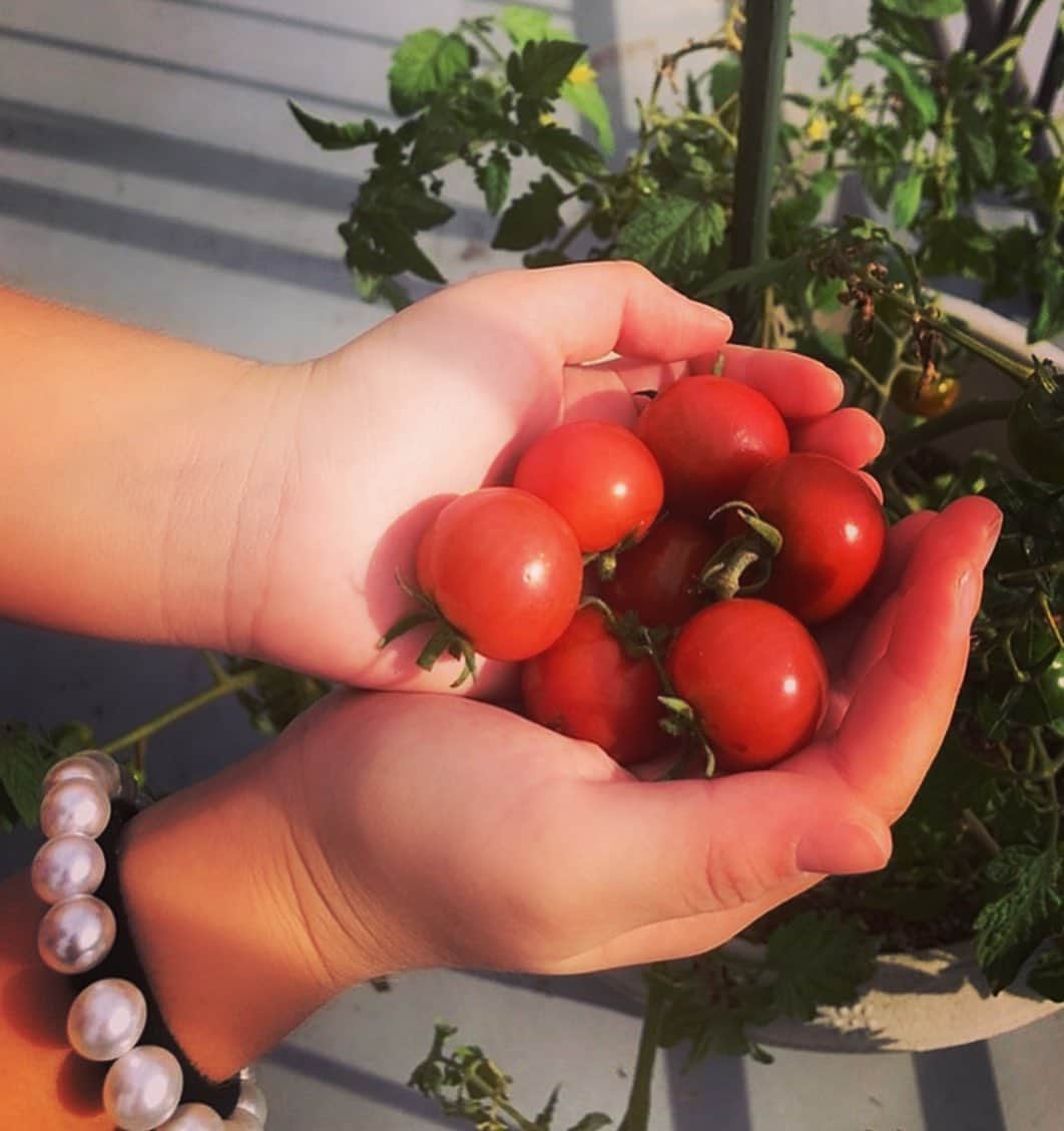 森本さやかさんのインスタグラム写真 - (森本さやかInstagram)「明日のお弁当に入れよう(о´∀`о)  トマトみたいなほっぺして #トマト収穫 🍅🍅🍅 #ベランダ栽培   奥にはメロンがなってきたよ🍈 #tomatoes🍅  #melon🍈」7月8日 16時15分 - sayakamorimoto1011